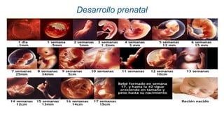 Desarrollo prenatal
 
