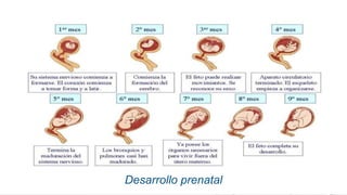 Desarrollo prenatal
 