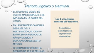 • EL CIGOTO SE DIVIDE, SE
VUELVE MÁS COMPLEJO Y SE
IMPLANTA EN LA PARED DEL
ÚTERO.
• EN LAS PRIMERAS 36 HORAS
DESPUÉS DE LA
FERTILIZACIÓN, EL CIGOTO
ENTRA EN UN PERIODO DE
RÁPIDA DIVISIÓN Y
DUPLICACIÓN CELULAR O
MITOSIS.
• 72 HORAS DESPUÉS SE HA
DIVIDIDO DE 16 A 32 CÉLULAS;
Período Zigótico o Germinal
Las 2 a 3 primeras
semanas del desarrollo.
Fecundación
Gametogénesis
Segmentación
Gastrulación
 