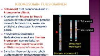  Telomeerit ovat säännönmukaisesti
kromosomin päässä.
 Kromosomin hitsaus tai fuusio
voidaan havaita kromosomin keskellä...