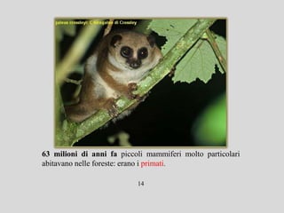 63 milioni di anni fa piccoli mammiferi molto particolari
abitavano nelle foreste: erano i primati.

                           14
 