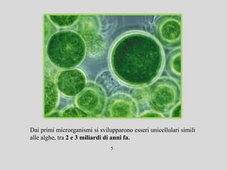 Dai primi microrganismi si svilupparono esseri unicellulari simili
alle alghe, tra 2 e 3 miliardi di anni fa.
                                5
 