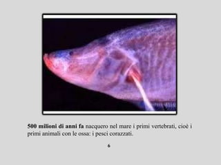 500 milioni di anni fa nacquero nel mare i primi vertebrati, cioè i
primi animali con le ossa: i pesci corazzati.
                                6
 