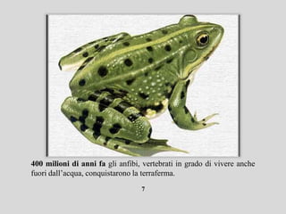 400 milioni di anni fa gli anfibi, vertebrati in grado di vivere anche
fuori dall’acqua, conquistarono la terraferma.
                                  7
 