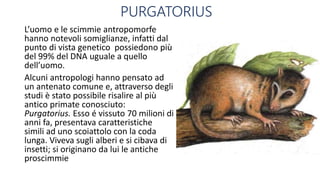 PURGATORIUS
L’uomo e le scimmie antropomorfe
hanno notevoli somiglianze, infatti dal
punto di vista genetico possiedono più
del 99% del DNA uguale a quello
dell’uomo.
Alcuni antropologi hanno pensato ad
un antenato comune e, attraverso degli
studi è stato possibile risalire al più
antico primate conosciuto:
Purgatorius. Esso é vissuto 70 milioni di
anni fa, presentava caratteristiche
simili ad uno scoiattolo con la coda
lunga. Viveva sugli alberi e si cibava di
insetti; si originano da lui le antiche
proscimmie
 