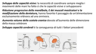 Sviluppo delle capacità visive: la necessità di coordinare sempre meglio i
movimenti delle mani ha fatto sì che le capacità visive si sviluppassero
Riduzione progressiva della mandibola, E dei muscoli masticatori e la
modificazione della dentatura, hanno favorito il passaggio da un’alimentazione
esclusivamente erbivora ad una onnivora.
Aumento volume della scatola cranica dovuto all’aumento delle dimensione
della massa celebrare
Sviluppo capacità cerebrali è la conseguenza di tutti i fattori precedenti
 