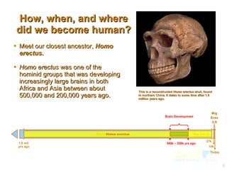 How, when, and where did we become human? Meet our closest ancestor,  Homo erectus . Homo erectus  was one of the hominid groups that was developing increasingly large brains in both Africa and Asia between about 500,000 and 200,000 years ago.  This is a reconstructed  Homo erectus  skull, found in northern China. It dates to some time after 1.6 million years ago. Homo erectus 250k yrs ago Today Big Eras 3-9 10k 1.8 mil. yrs ago 27k Brain Development 500k – 200k yrs ago Big Era 1 Big Era 2 