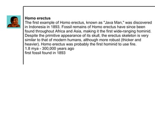 Homo erectus  The first example of Homo erectus, known as "Java Man," was discovered in Indonesia in 1893. Fossil remains of Homo erectus have since been found throughout Africa and Asia, making it the first wide-ranging hominid. Despite the primitive appearance of its skull, the erectus skeleton is very similar to that of modern humans, although more robust (thicker and heavier). Homo erectus was probably the first hominid to use fire.  1.8 mya - 300,000 years ago  first fossil found in 1893  