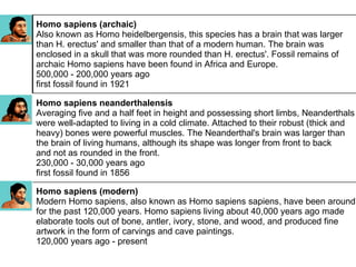 Homo sapiens (modern)  Modern Homo sapiens, also known as Homo sapiens sapiens, have been around  for the past 120,000 years. Homo sapiens living about 40,000 years ago made  elaborate tools out of bone, antler, ivory, stone, and wood, and produced fine  artwork in the form of carvings and cave paintings.  120,000 years ago - present  Homo sapiens neanderthalensis  Averaging five and a half feet in height and possessing short limbs, Neanderthals  were well-adapted to living in a cold climate. Attached to their robust (thick and heavy) bones were powerful muscles. The Neanderthal's brain was larger than  the brain of living humans, although its shape was longer from front to back  and not as rounded in the front.  230,000 - 30,000 years ago  first fossil found in 1856  Homo sapiens (archaic)  Also known as Homo heidelbergensis, this species has a brain that was larger  than H. erectus' and smaller than that of a modern human. The brain was  enclosed in a skull that was more rounded than H. erectus'. Fossil remains of  archaic Homo sapiens have been found in Africa and Europe.  500,000 - 200,000 years ago  first fossil found in 1921  