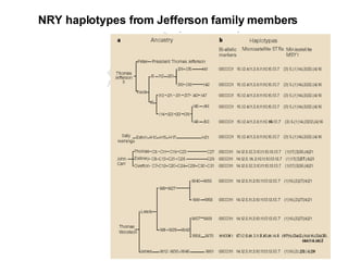 NRY haplotypes from Jefferson family members 