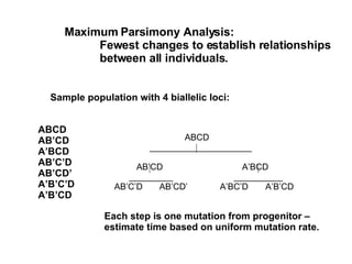 Maximum Parsimony Analysis:  Fewest changes to establish relationships between all individuals. Sample population with 4 biallelic loci: ABCD AB’CD A’BCD AB’C’D AB’CD’ A’B’C’D A’B’CD ABCD _____________________   AB’CD   A’BCD _________   __________   AB’C’D   AB’CD’ A’BC’D  A’B’CD   Each step is one mutation from progenitor –  estimate time based on uniform mutation rate. 