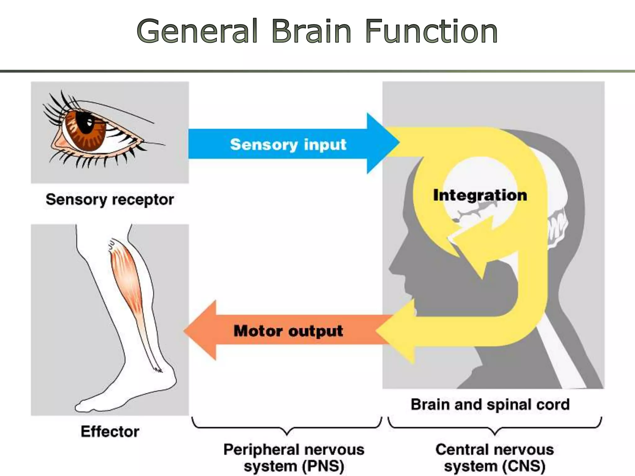 General Brain Function