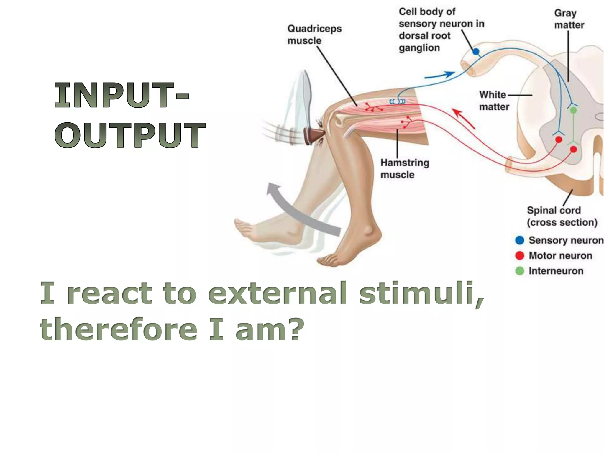 Input-OutputI reacttoexternalstimuli, therefore I am?