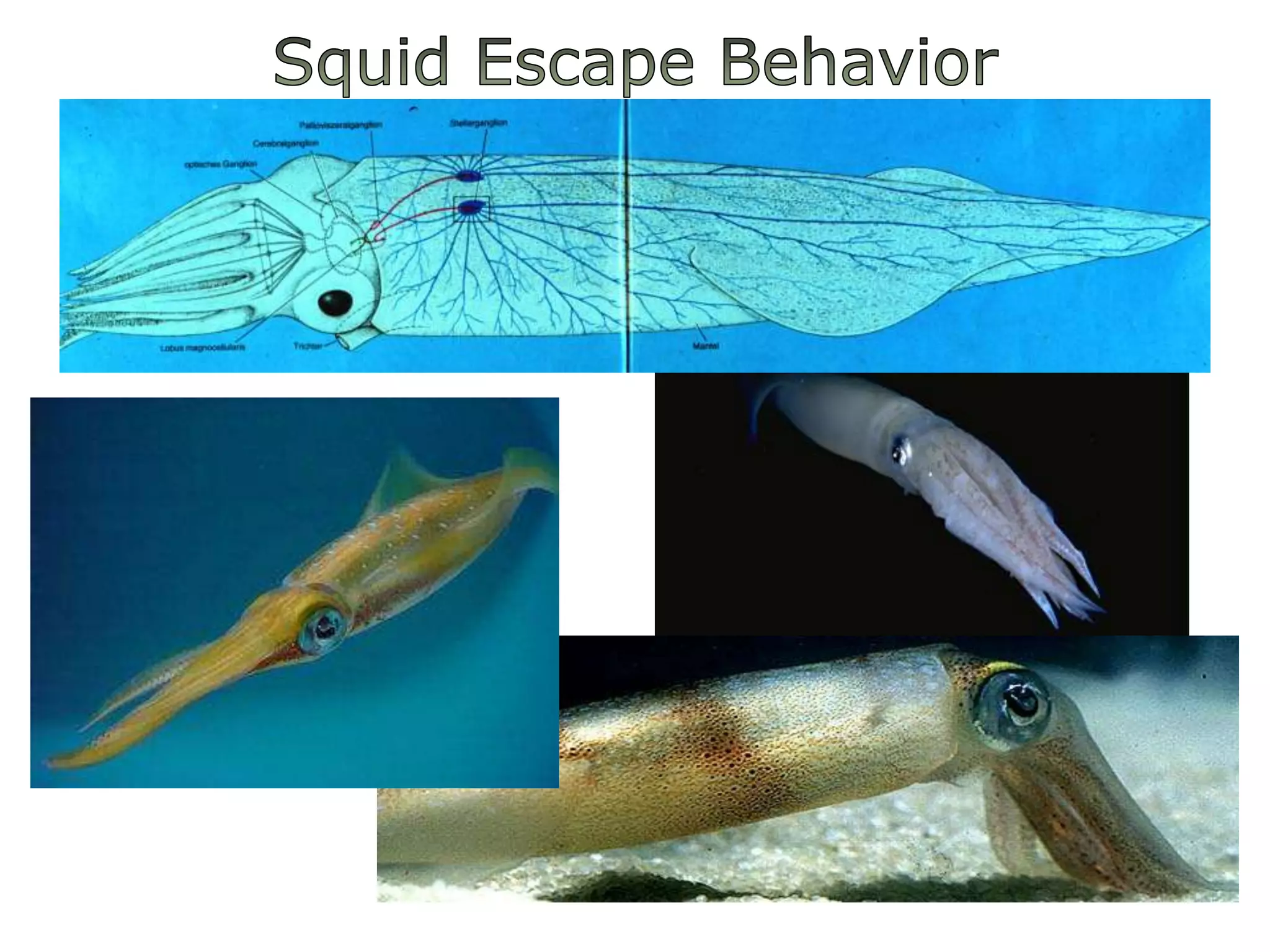 SquidEscapeBehavior