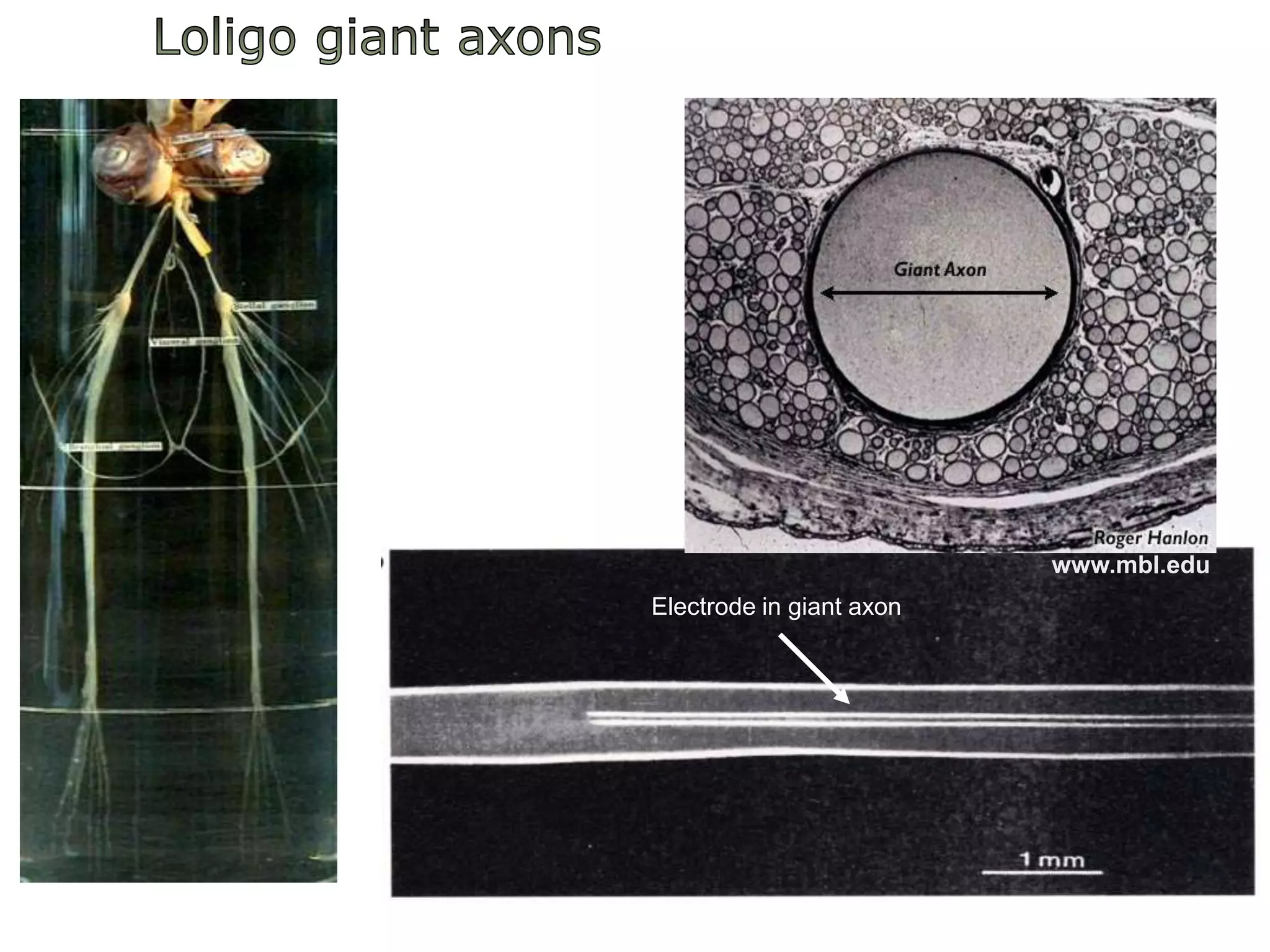 Loligogiantaxonswww.mbl.eduElectrode in giantaxon