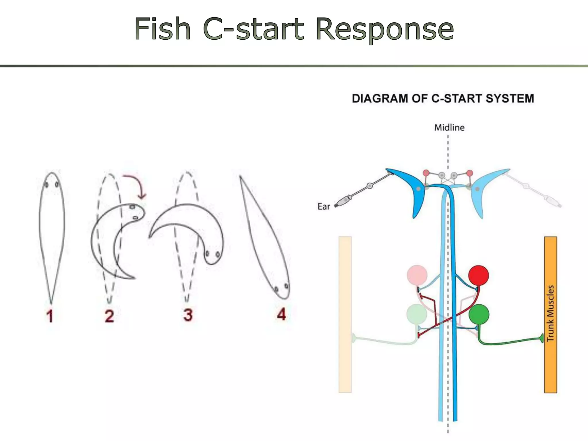 Fish C-start Response