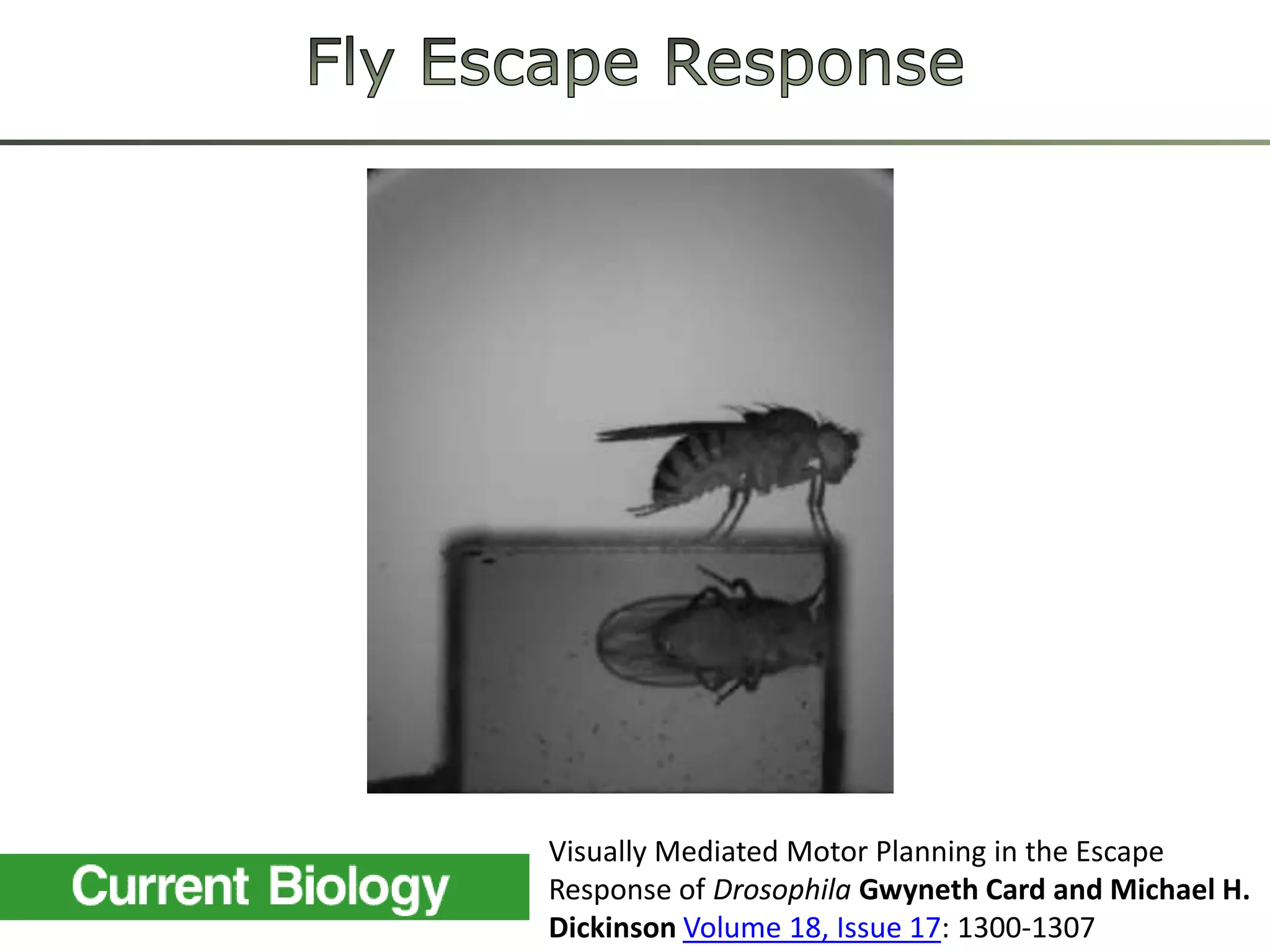 Fly Escape Response