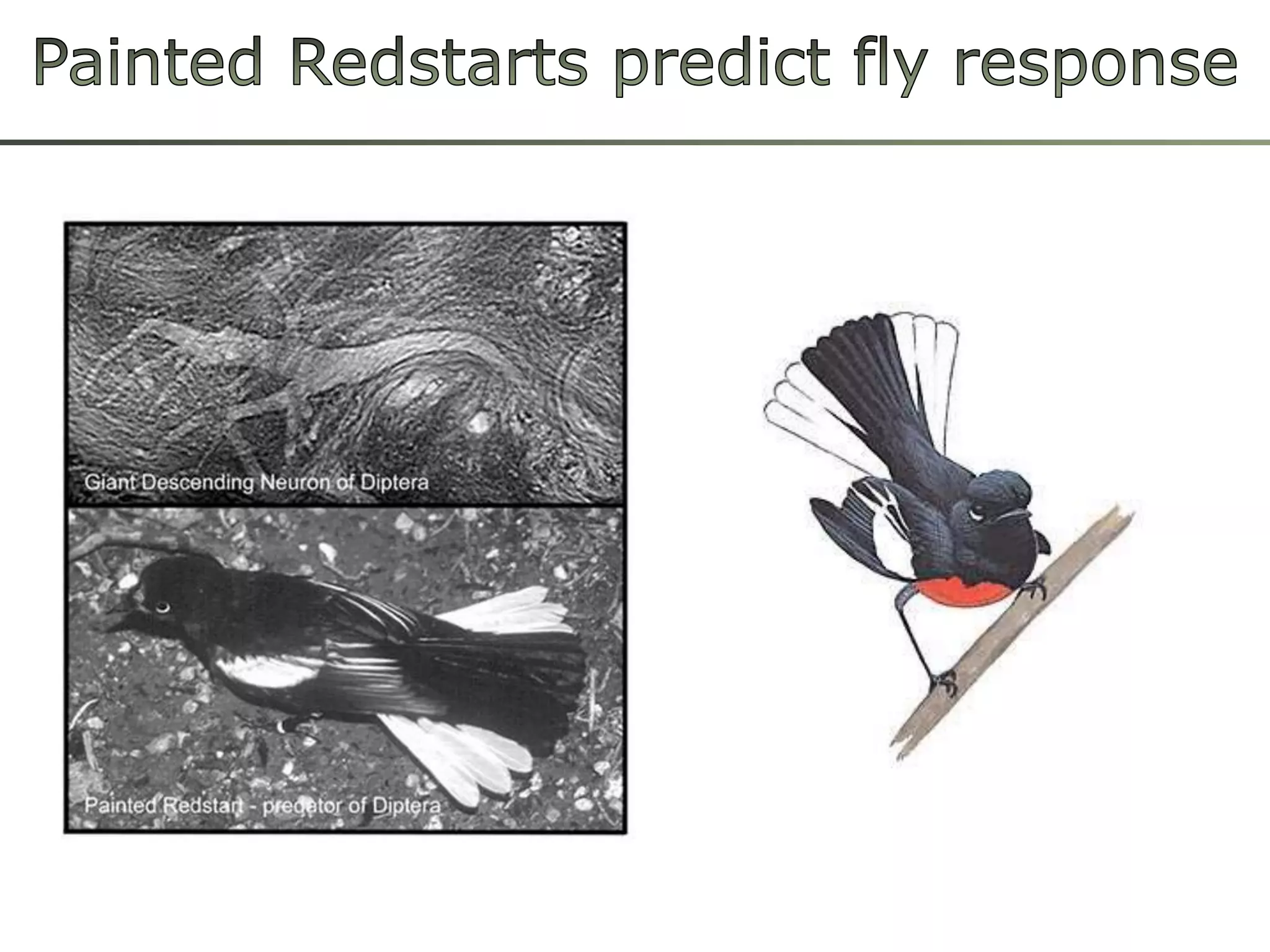 PaintedRedstartspredictflyresponse