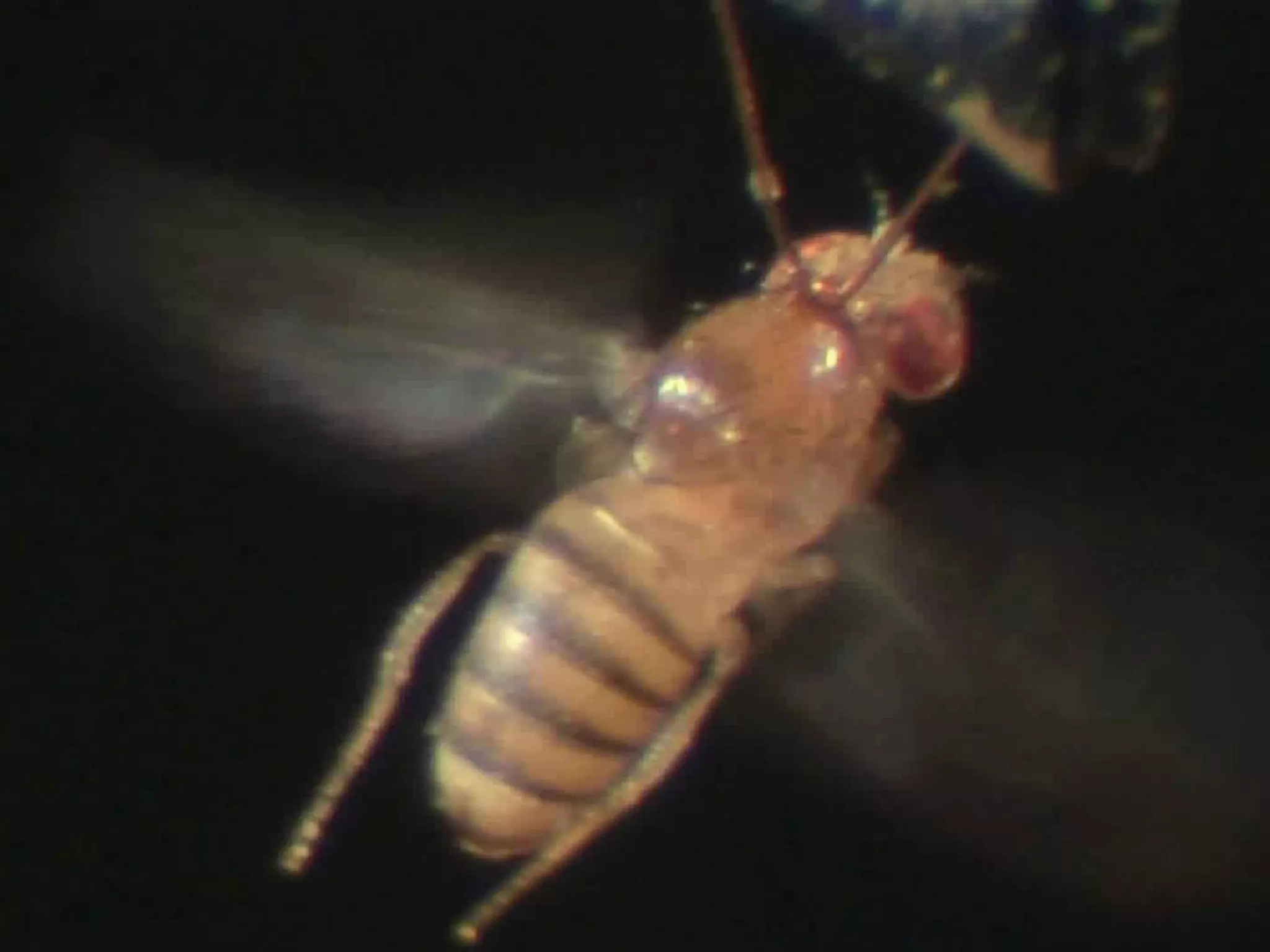 Drosophila Turning13.07.2010Björn Brembs, Freie Universität Berlin29Behavioralvariability in a constantstimulussituation:Actions, not responses