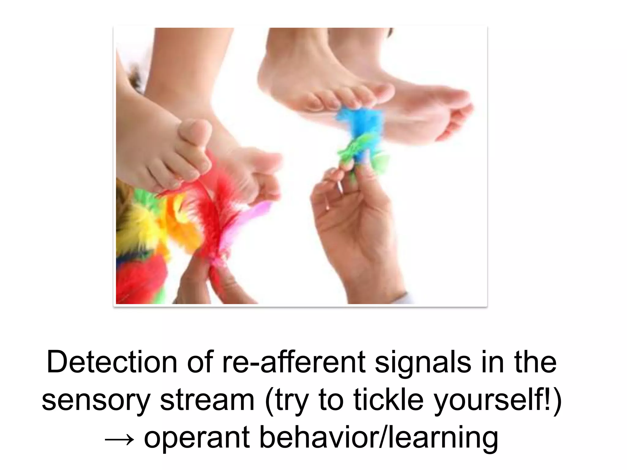 Detectionofre-afferent signals in thesensorystream (trytotickleyourself!) -> operant behavior/learning