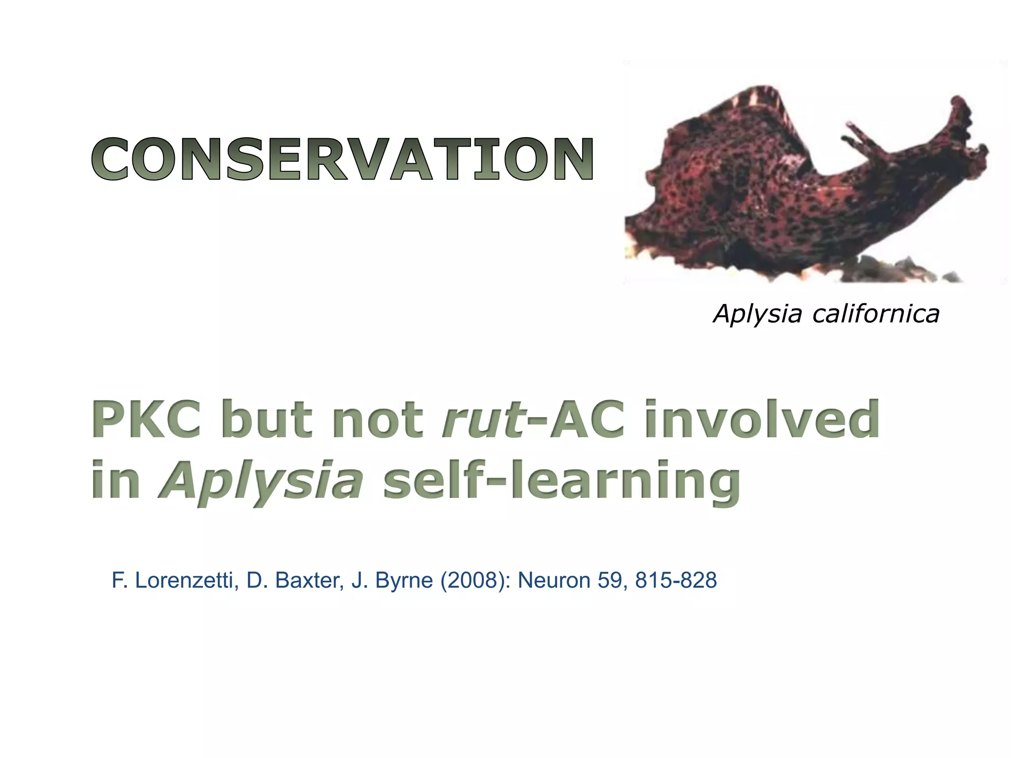 ConservationPKC but not rut-AC involved in Aplysiaself-learningAplysiacalifornicaF. Lorenzetti, D. Baxter, J. Byrne (2008): Neuron 59, 815-828