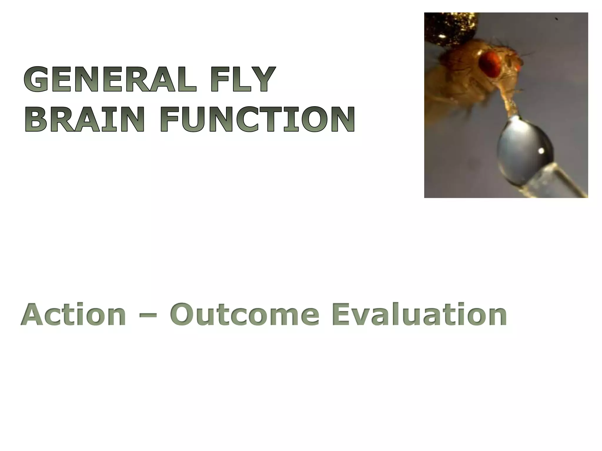 General FLY brainfunctionAction – Outcome Evaluation