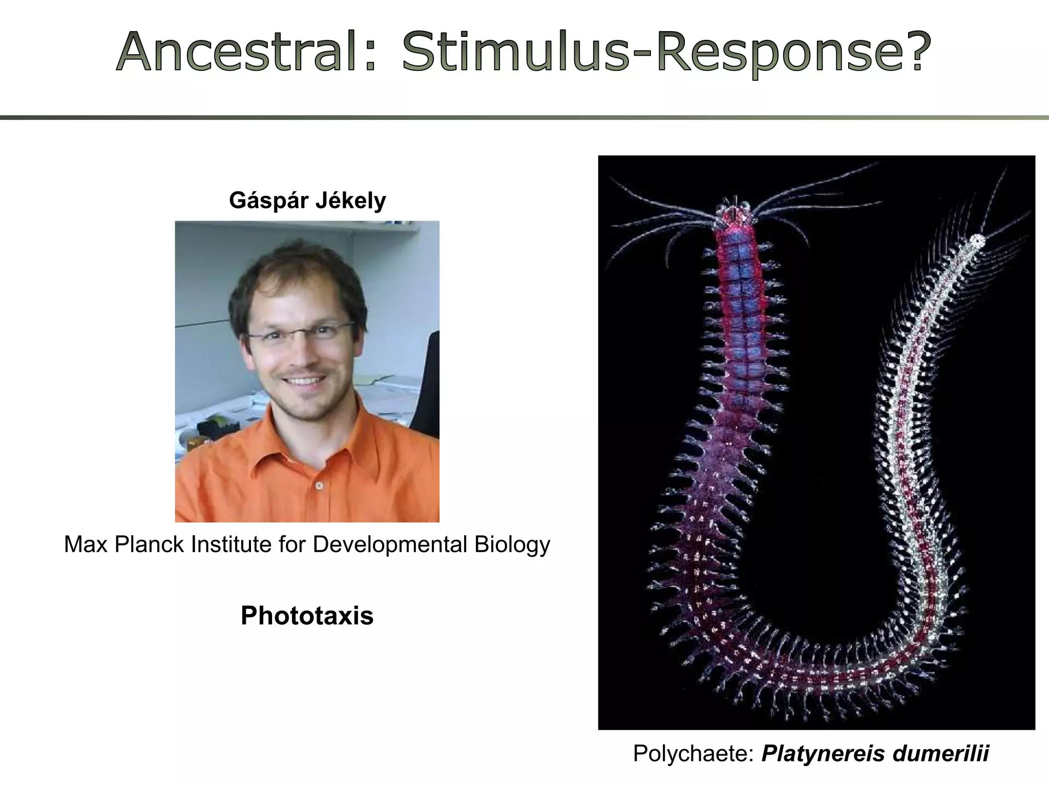 Gáspár JékelyAncestral: Stimulus-Response?Max Planck Institute for Developmental BiologyPhototaxisPolychaete: Platynereisdumerilii