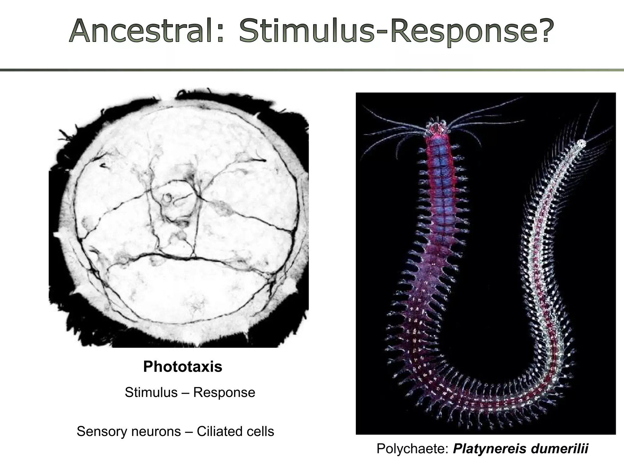 Ancestral: Stimulus-Response?PhototaxisStimulus – ResponseSensoryneurons – CiliatedcellsPolychaete: Platynereisdumerilii