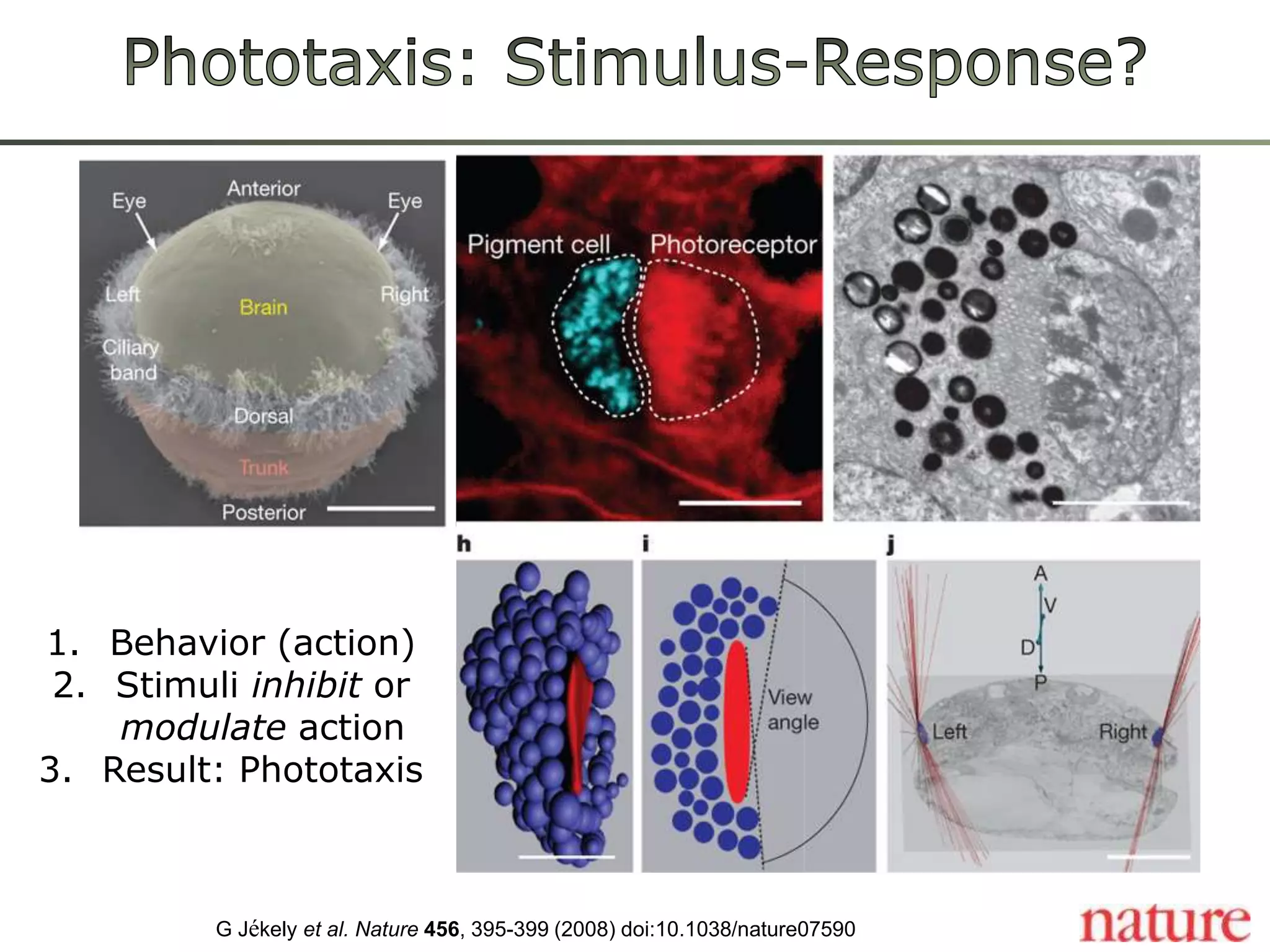 Phototaxis: Stimulus-Response?Behavior (action)Stimuli inhibitormodulateactionResult: PhototaxisG Jékelyet al.Nature456, 395-399 (2008) doi:10.1038/nature07590