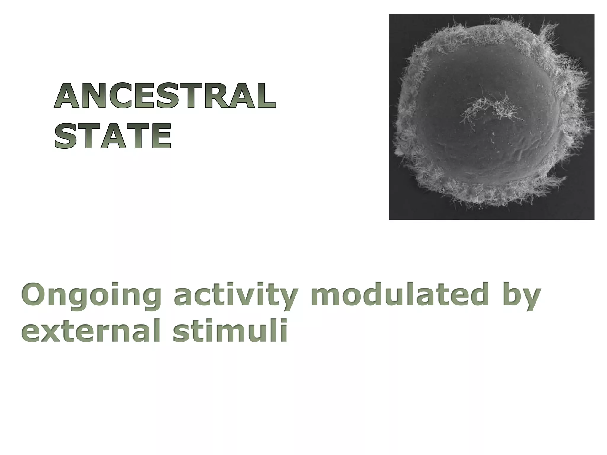 Ancestral StateOngoingactivitymodulatedbyexternalstimuli