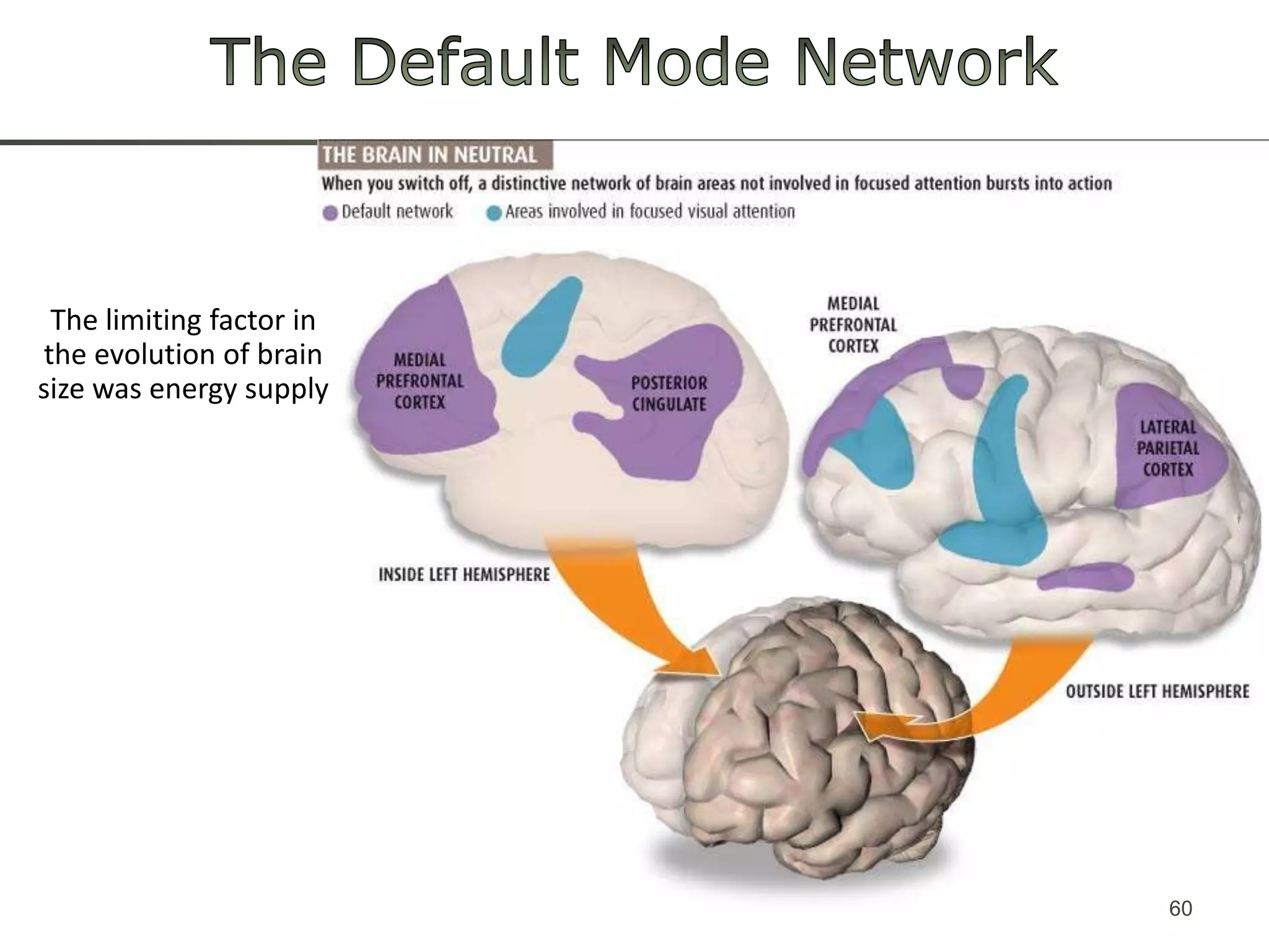 The Default Mode NetworkThe limitingfactor in theevolutionofbrainsize was energysupply60