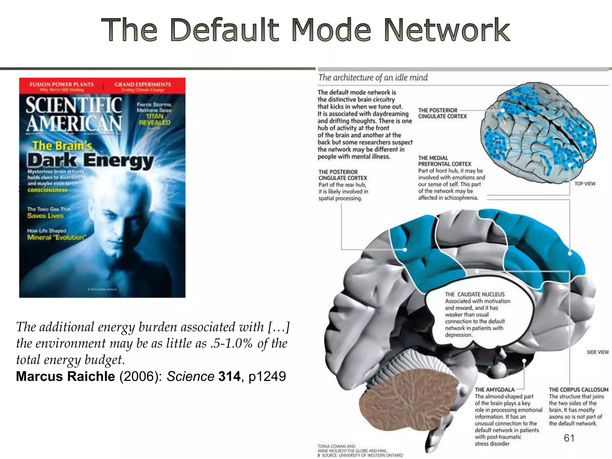 The Default Mode NetworkThe limitingfactor in theevolutionofbrainsize was energysupply61The additional energyburdenassociatedwith […] theenvironmentmaybeaslittleas .5-1.0% ofthe total energybudget.Marcus Raichle (2006): Science314, p1249