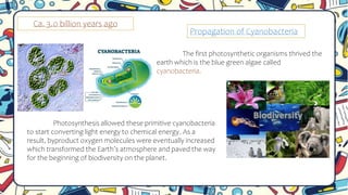 Ca. 3.0 billion years ago
The first photosynthetic organisms thrived the
earth which is the blue green algae called
cyanobacteria.
Photosynthesis allowed these primitive cyanobacteria
to start converting light energy to chemical energy. As a
result, byproduct oxygen molecules were eventually increased
which transformed the Earth’s atmosphere and paved the way
for the beginning of biodiversity on the planet.
Propagation of Cyanobacteria
 