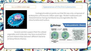 Ca. 2.0 billion years ago
Geological evidence points out that life was only composed of
prokaryotes until around 2 billion years ago. Modern eukaryotes are
characterized as having-membrane bound organelles like the
mitochondria and nucleus.
Appearance of the first Eukaryotes
Several scientist suspect that this cellular
organelles and molecules may have evolved from
ancient relationships between different bacteria
(endosymbiosis theory).
 