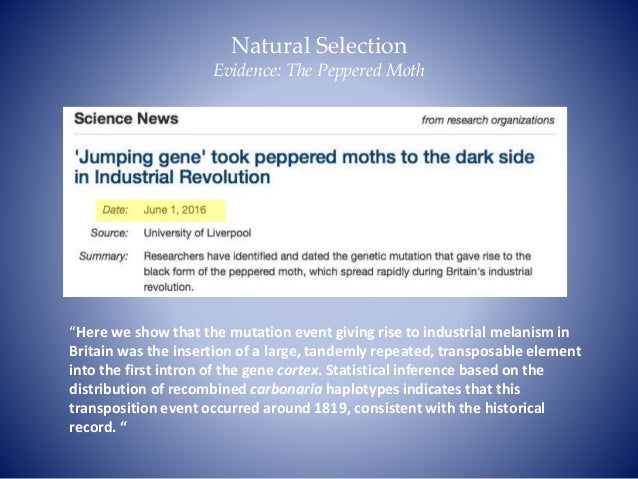 Black Peppered Moth Natural Selection Disruptive Black Peppered Moth Natural Selection Disruptive