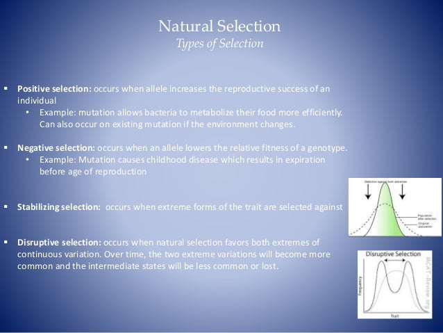 Natural Selection That Favors Both Extremes Natural Selection That Favors Both Extremes