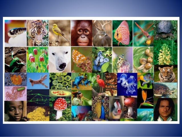 Can Natural Selection Lead To Speciation Can Natural Selection Lead To Speciation
