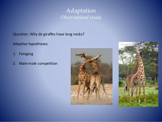 Explain How Natural Selection Can Lead To Adaptation Explain How Natural Selection Can Lead To Adaptation