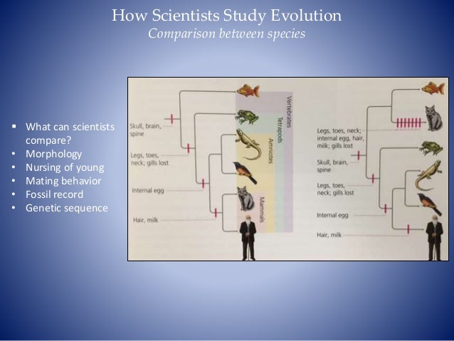 Comparison Between Genetic Flow And Natural Selection Comparison Between Genetic Flow And Natural Selection