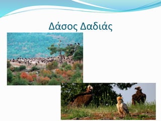 Δάσος Δαδιάς
 