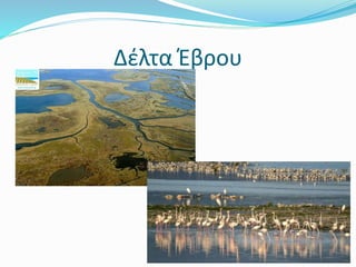 Δέλτα Έβρου
 