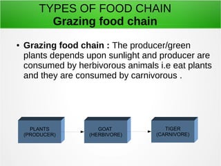 TYPES OF FOOD CHAIN 
Grazing food chain 
● Grazing food chain : The producer/green 
plants depends upon sunlight and producer are 
consumed by herbivorous animals i.e eat plants 
and they are consumed by carnivorous . 
PLANTS 
(PRODUCER) 
GOAT 
(HERBIVORE) 
TIGER 
(CARNIVORE) 
 