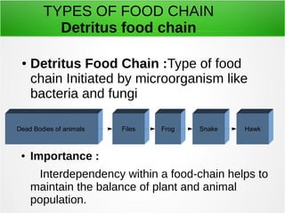 TYPES OF FOOD CHAIN 
Detritus food chain 
● Detritus Food Chain :Type of food 
chain Initiated by microorganism like 
bacteria and fungi 
Dead Bodies of animals Files Frog Snake Hawk 
● Importance : 
Interdependency within a food-chain helps to 
maintain the balance of plant and animal 
population. 
 
