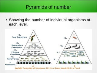 Pyramids of number 
● Showing the number of individual organisms at 
each level. 
 