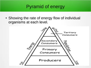 Pyramid of energy 
● Showing the rate of energy flow of individual 
organisms at each level. 
