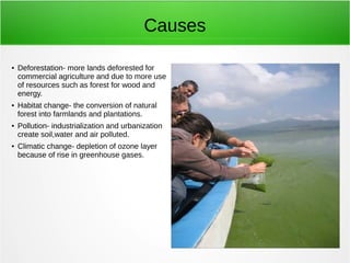 Causes 
● Deforestation- more lands deforested for 
commercial agriculture and due to more use 
of resources such as forest for wood and 
energy. 
● Habitat change- the conversion of natural 
forest into farmlands and plantations. 
● Pollution- industrialization and urbanization 
create soil,water and air polluted. 
● Climatic change- depletion of ozone layer 
because of rise in greenhouse gases. 
 