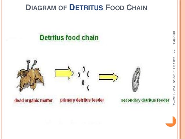 Detritus Food Chain Diagram Detritus Food Chain Diagram
