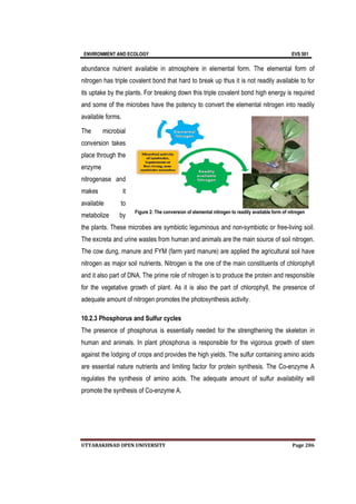 ENVIRONMENT AND ECOLOGY EVS 501
UTTARAKHNAD OPEN UNIVERSITY Page 206
abundance nutrient available in atmosphere in elemental form. The elemental form of
nitrogen has triple covalent bond that hard to break up thus it is not readily available to for
its uptake by the plants. For breaking down this triple covalent bond high energy is required
and some of the microbes have the potency to convert the elemental nitrogen into readily
available forms.
The microbial
conversion takes
place through the
enzyme
nitrogenase and
makes it
available to
metabolize by
the plants. These microbes are symbiotic leguminous and non-symbiotic or free-living soil.
The excreta and urine wastes from human and animals are the main source of soil nitrogen.
The cow dung, manure and FYM (farm yard manure) are applied the agricultural soil have
nitrogen as major soil nutrients. Nitrogen is the one of the main constituents of chlorophyll
and it also part of DNA. The prime role of nitrogen is to produce the protein and responsible
for the vegetative growth of plant. As it is also the part of chlorophyll, the presence of
adequate amount of nitrogen promotes the photosynthesis activity.
10.2.3 Phosphorus and Sulfur cycles
The presence of phosphorus is essentially needed for the strengthening the skeleton in
human and animals. In plant phosphorus is responsible for the vigorous growth of stem
against the lodging of crops and provides the high yields. The sulfur containing amino acids
are essential nature nutrients and limiting factor for protein synthesis. The Co-enzyme A
regulates the synthesis of amino acids. The adequate amount of sulfur availability will
promote the synthesis of Co-enzyme A.
Figure 2: The conversion of elemental nitrogen to readily available form of nitrogen
 