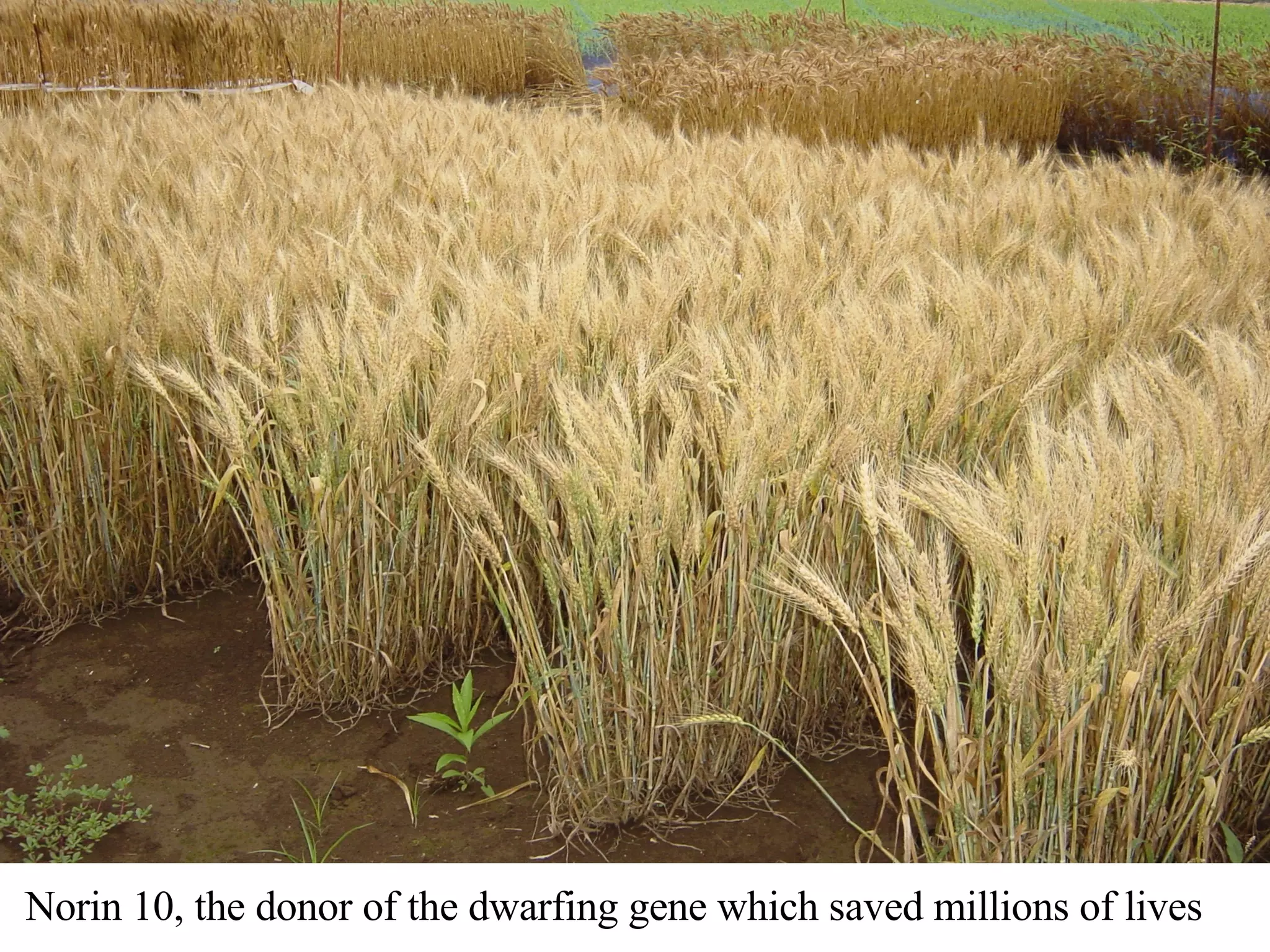 Norin 10, the donor of the dwarfing gene which saved millions of lives 