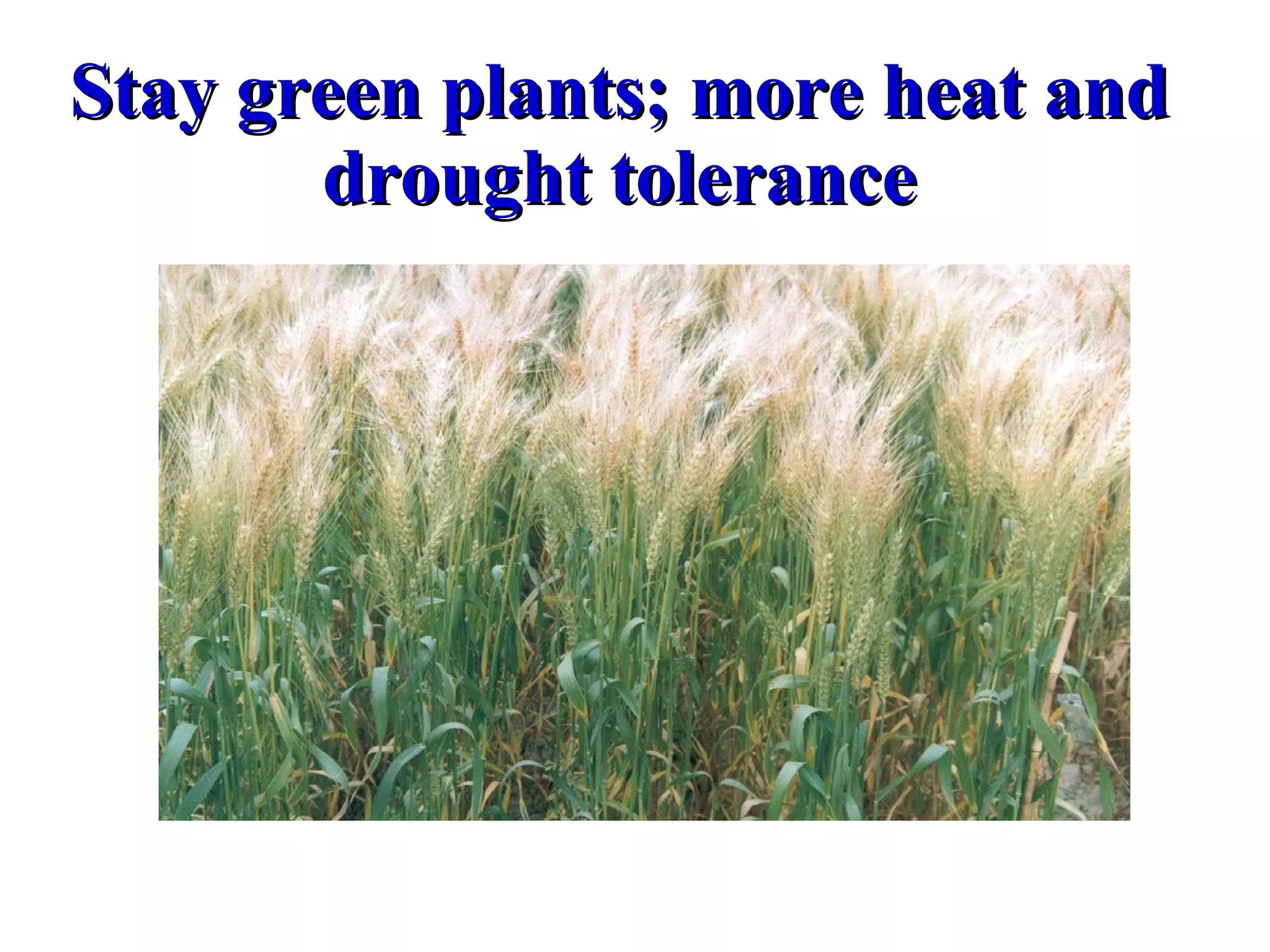 Stay green plants; more heat and drought tolerance 